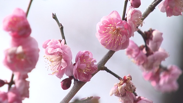 放送バナー画像