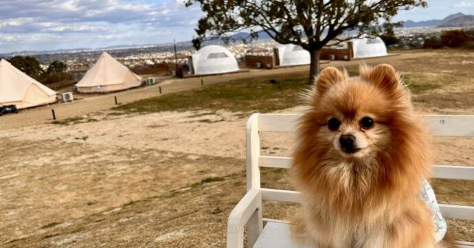 「OKAYAMA GLAMPING SORANIA（おかやまグランピングソラニア）」の屋外グランピング施設と共に映る犬の写真