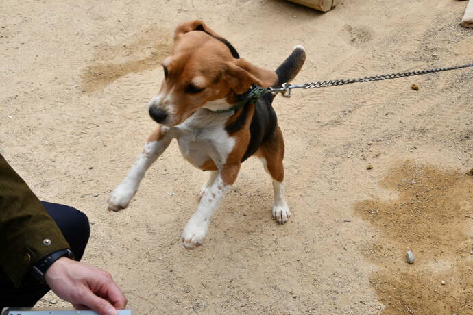 渋川動物公園内で飼われている犬が散歩をせがんでいる写真