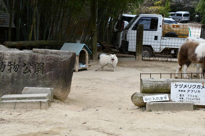 遠くから散歩をせがんでいる犬の写真