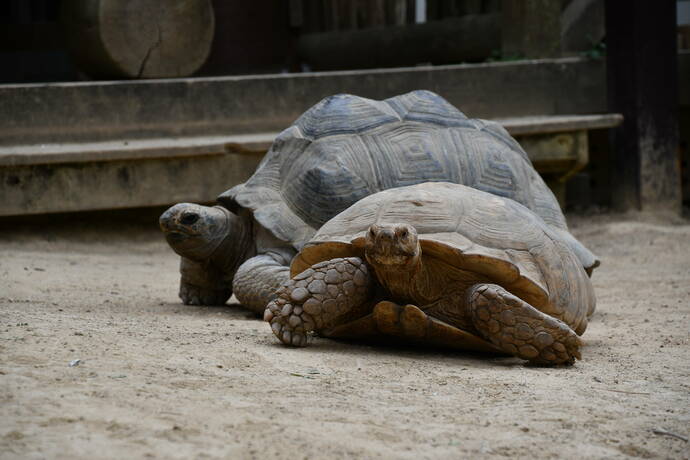 渋川動物公園内で飼われているリクガメの写真