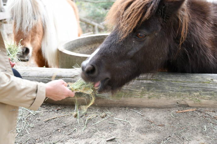 渋川動物公園内で馬に餌をあげる写真