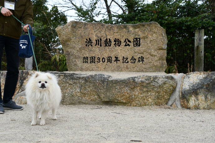 園内を犬と散歩している写真