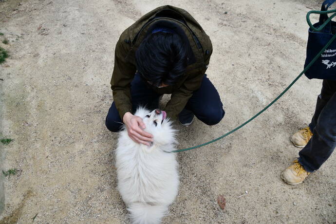 園内を犬と散歩している写真