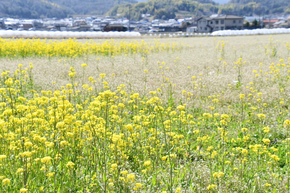 吉備路の菜の花畑の風景写真
