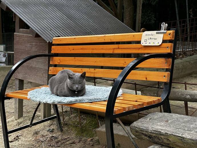 ロシアンブルーという品種のねこのシアンちゃんの写真