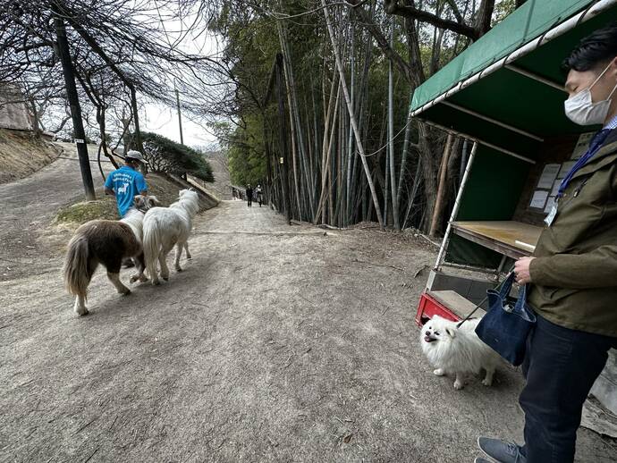 散歩中のポニーとすれ違ったときの写真