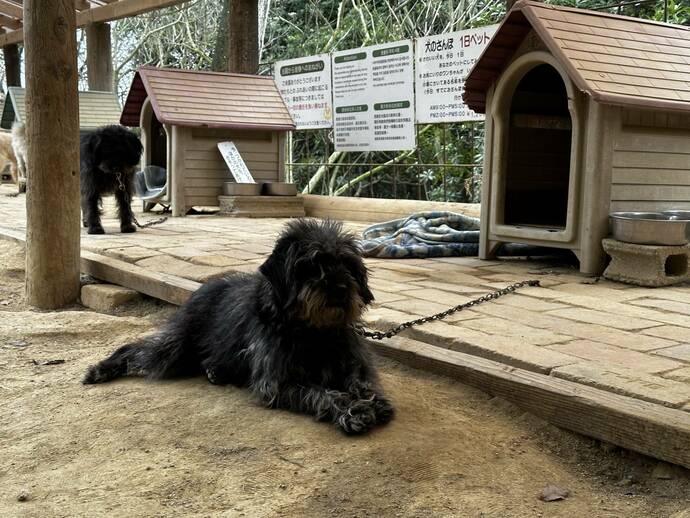 渋川動物公園内で飼われている犬の写真