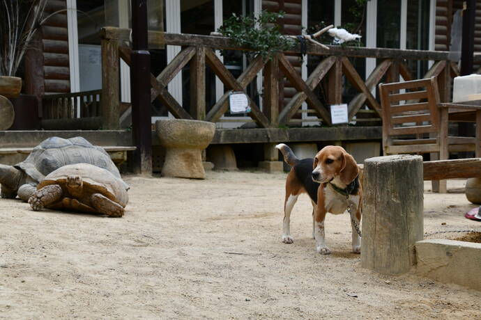 渋川動物公園内で飼われているリクガメと犬の写真