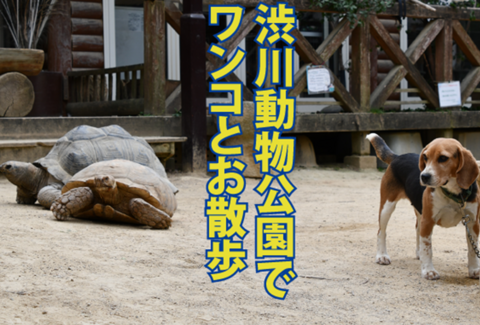 「渋川動物公園の魅力を探ってみた」紹介記事バナー