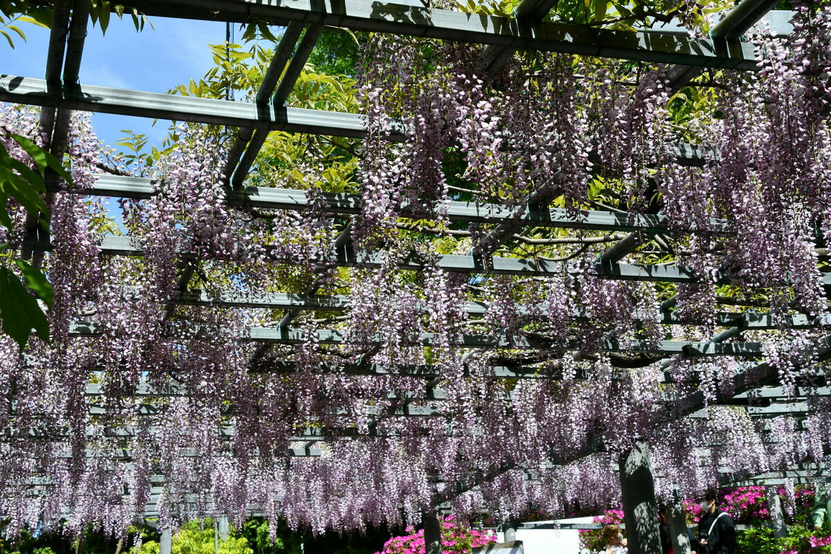 阿智神社「阿智の藤」の写真