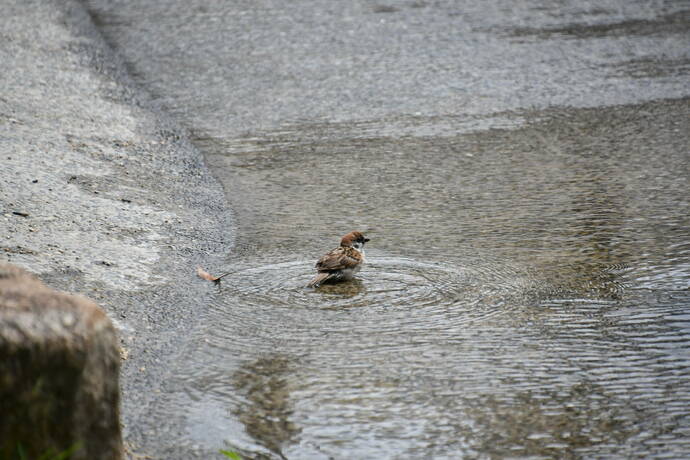 倉敷みらい公園の園内水路で涼んでいる雀の写真