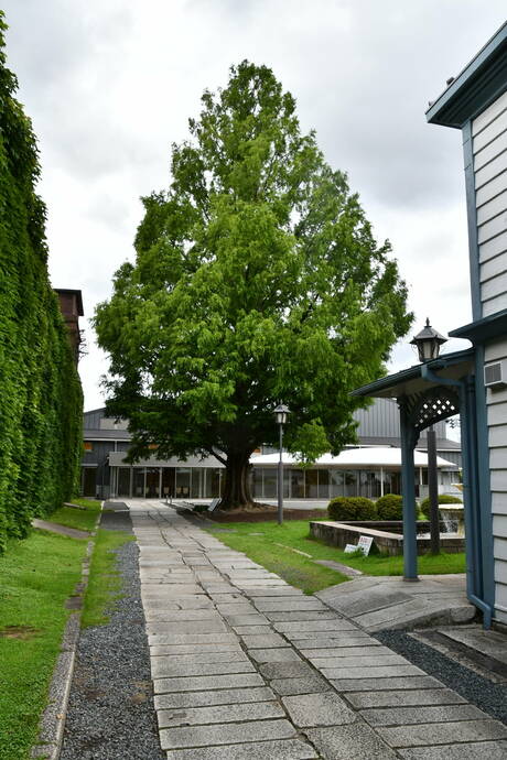 倉敷アイビースクエアの敷地内に植えられているメタセコイアの木の写真