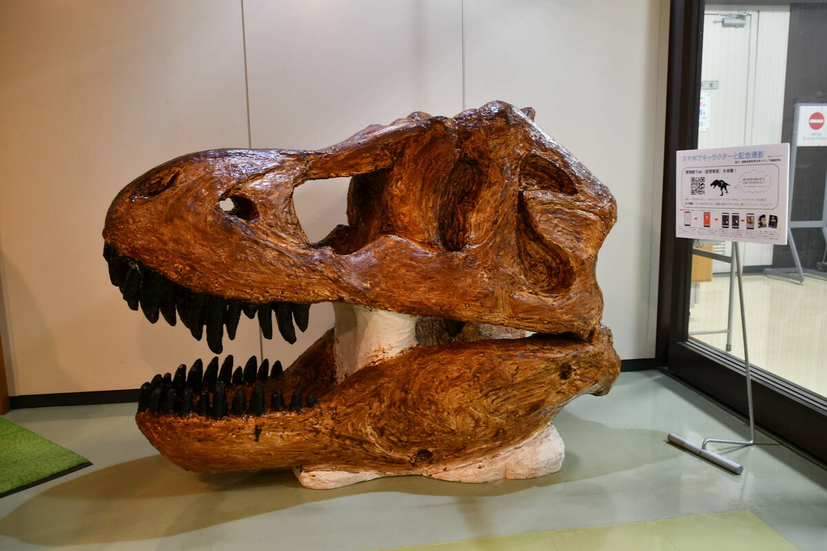 ティラノサウルスの頭蓋骨の模型
