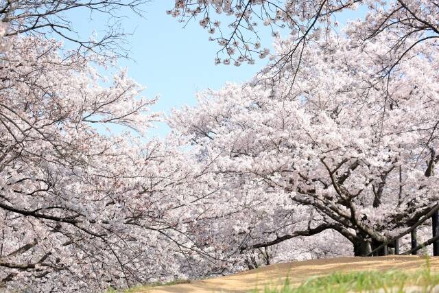 酒津公園の桜