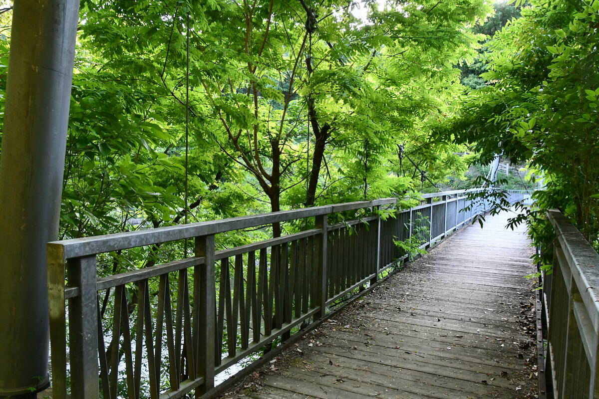 木陰の吊り橋