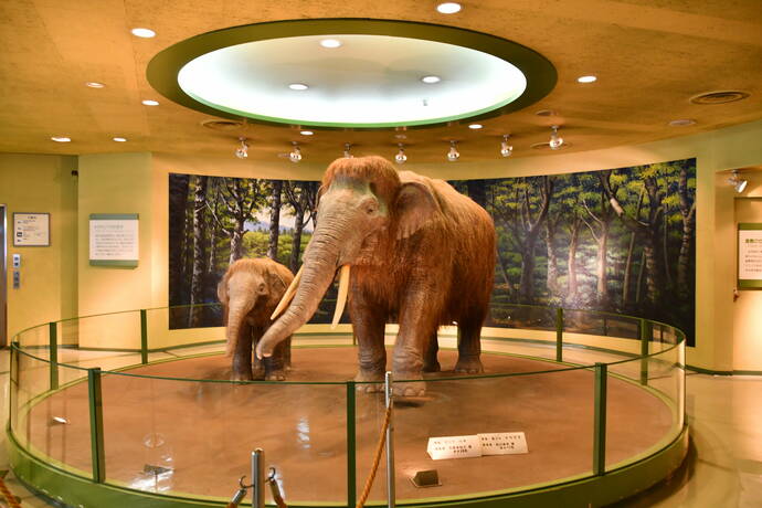 倉敷市立自然史博物館　ナウマンゾウの模型