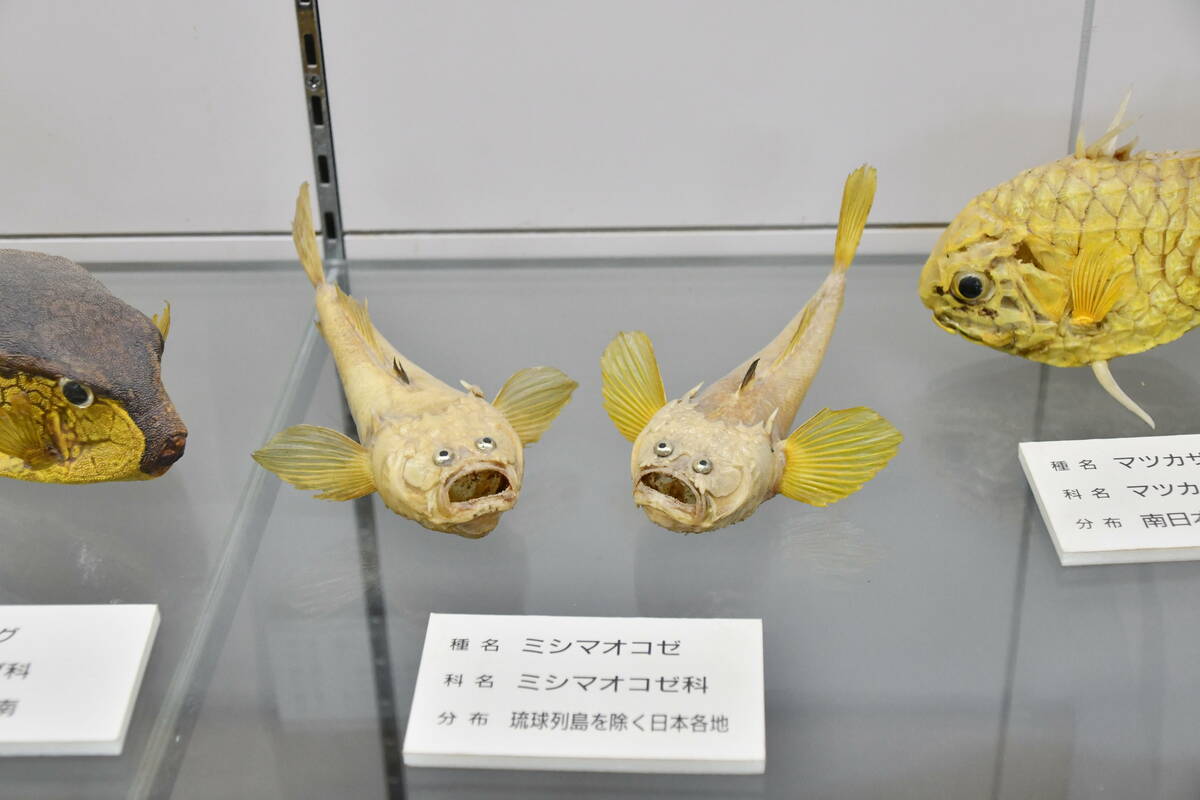 ミシマオコゼの剥製