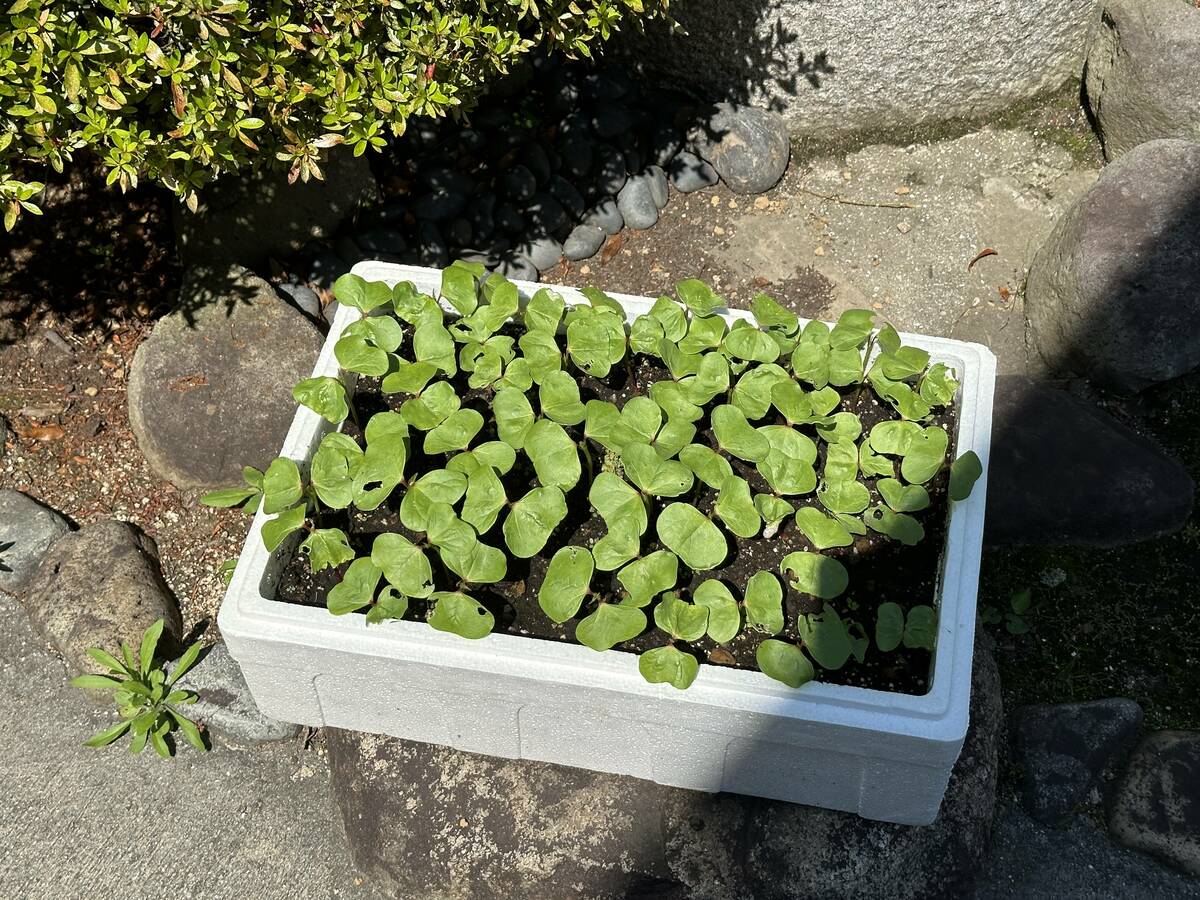 綿花の双葉