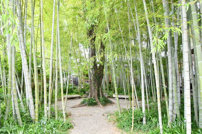 爽やかな竹林