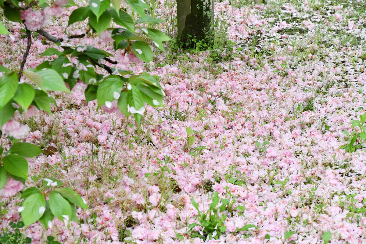 花の絨毯