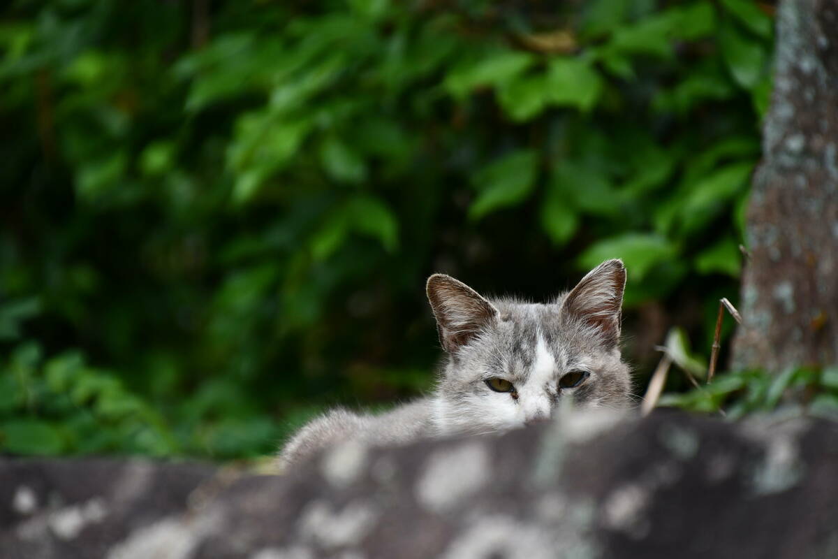 猫