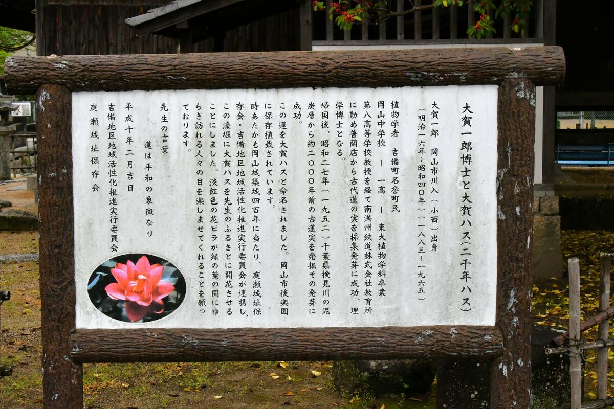 大賀ハス