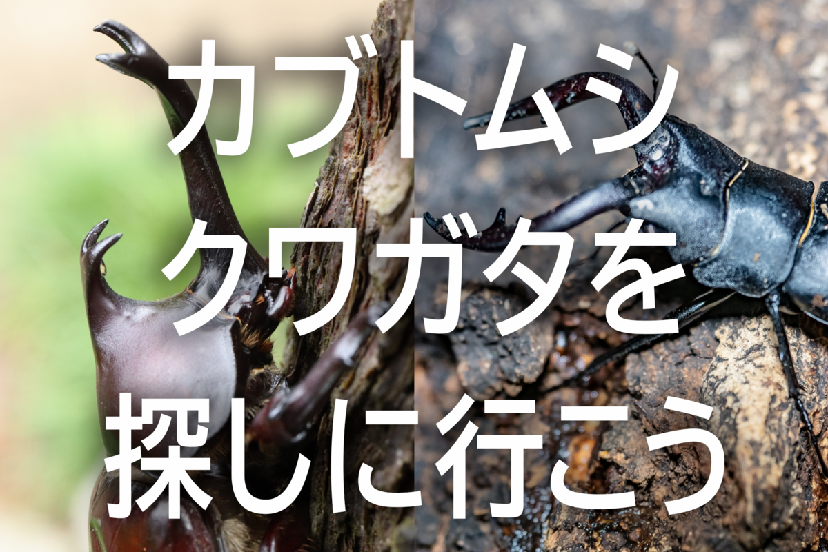 カブトムシ＆クワガタを探しに行こう！ ― 倉敷自然史博物館に聞いた