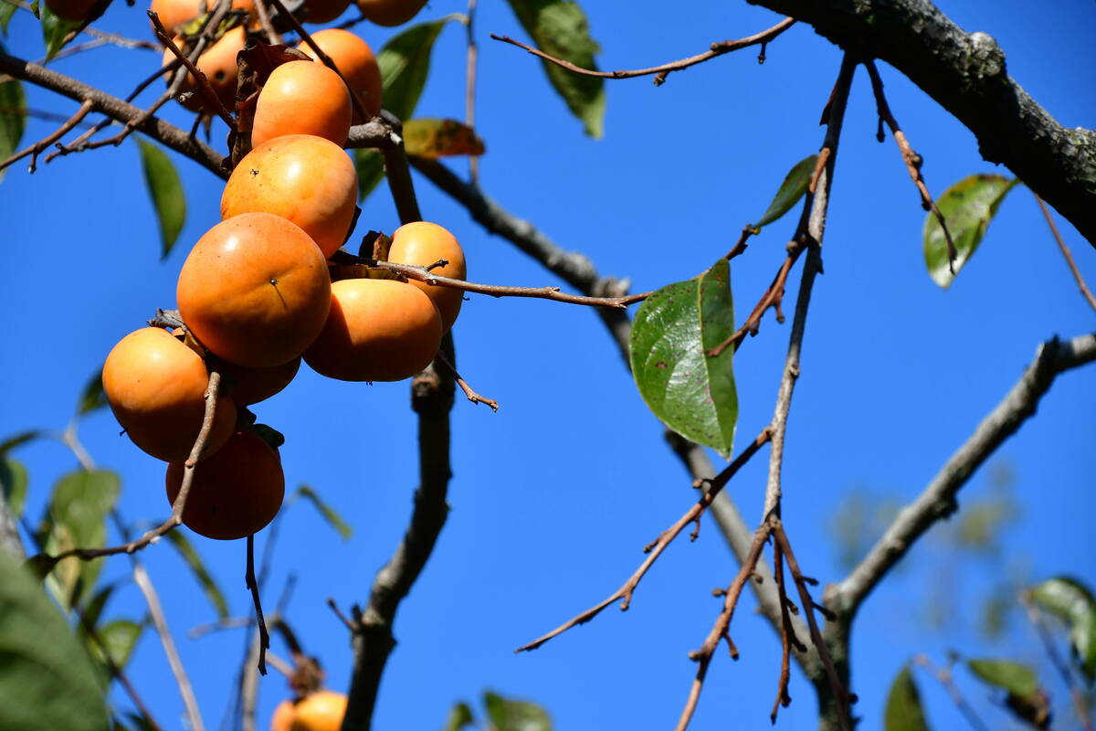 枝にびっしりと実る富有柿。80本の木が立ち並ぶ園内。