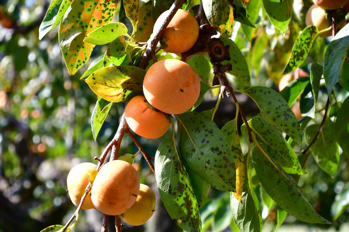 空に映える富有柿