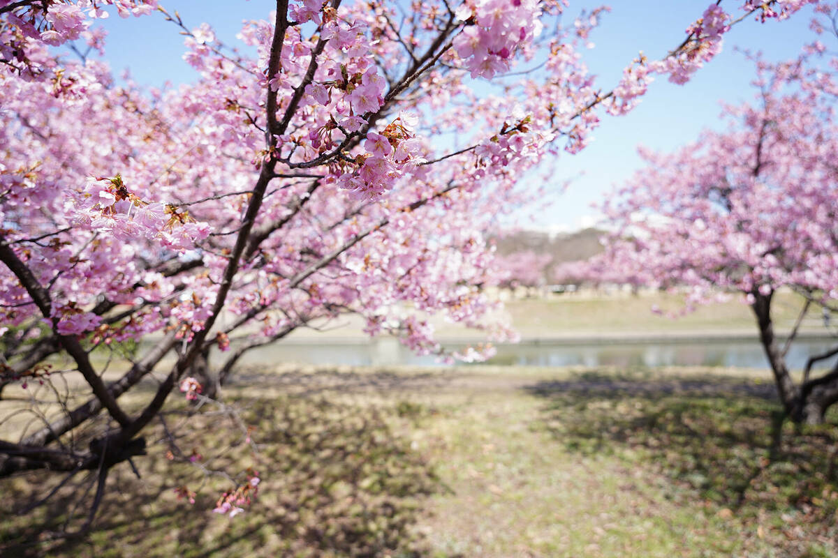 倉敷川の河津桜が見頃に！「いりふねの道」で楽しむ早春のお花見【2026